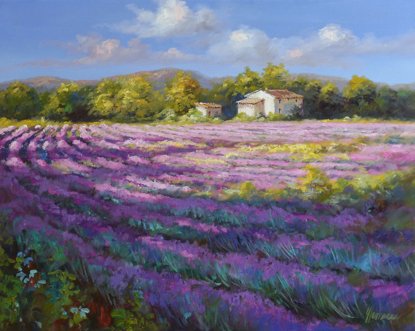 Ute Herrmann - Lavendelreihen im Licht